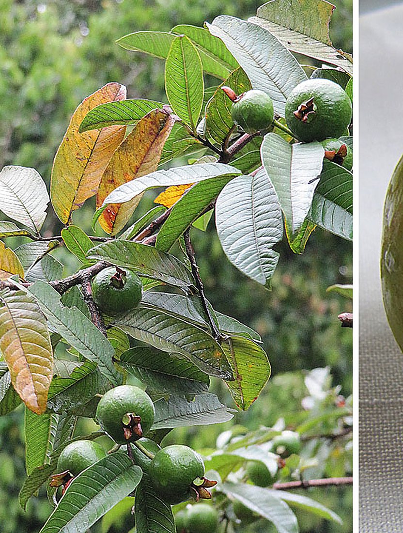 Green cas fruits growing on the branch of a small tree