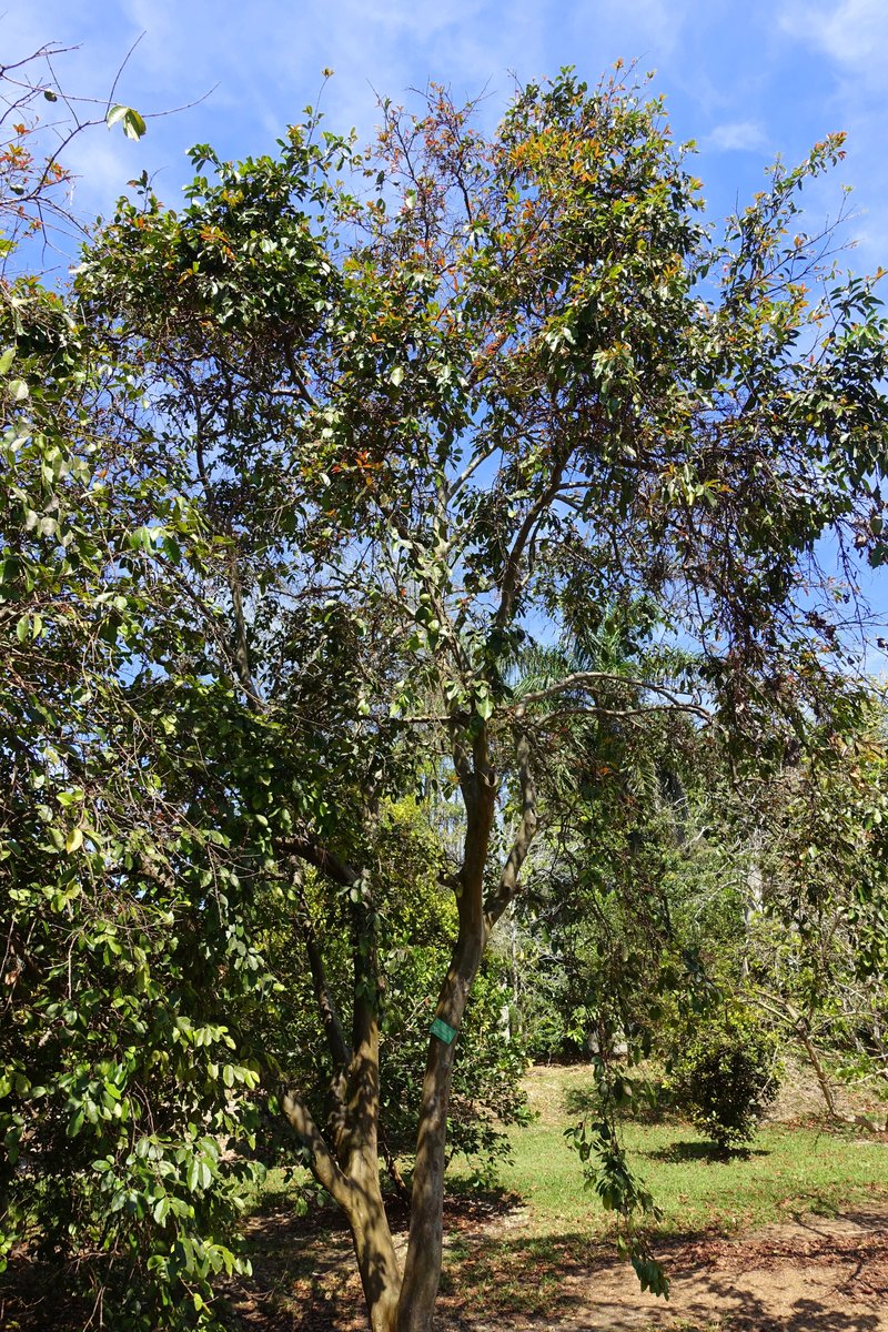 A cas fruit tree growing under a blue Costa Rican sky