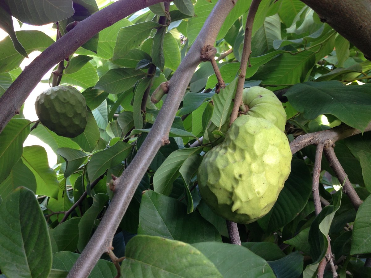 Green cherimoya fruits growing among broad leaves on the tree