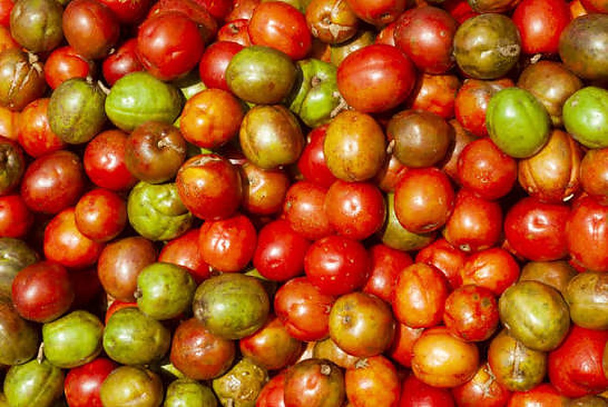 A big pile of jocotes at various stages, from green to deep red