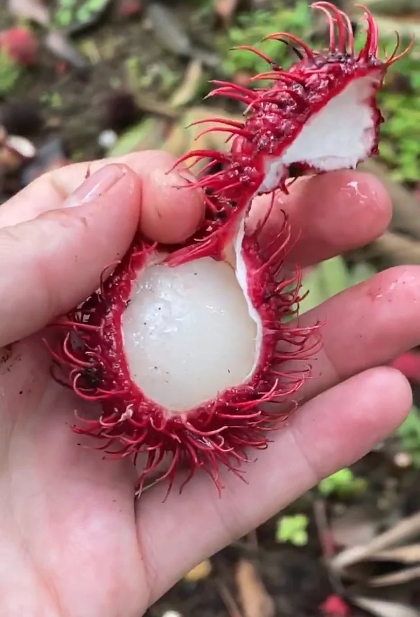 A hand peeling open a mamón chino to reveal the glossy, translucent white flesh inside the red hairy shell