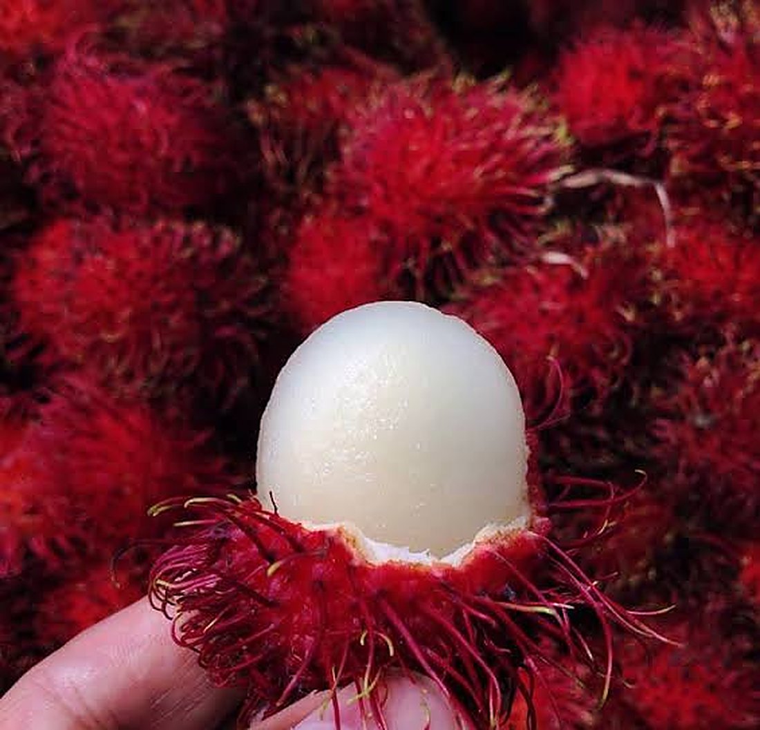 A peeled mamón chino held up in front of a big pile of bright red ripe fruit