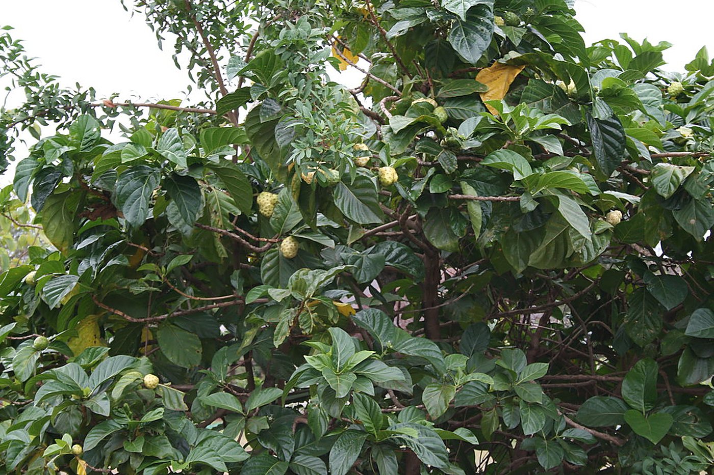 A noni tree in Costa Rica with fruit growing among broad green leaves