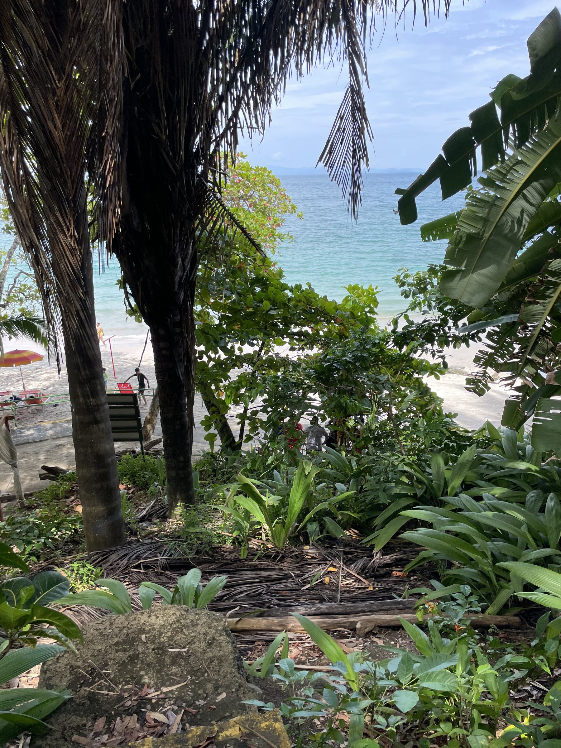 Tropical palms and jungle framing the ocean view from the property