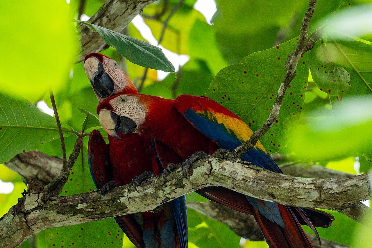 A pair of scarlet macaws perched in a tree at Punta Leona, Costa Rica