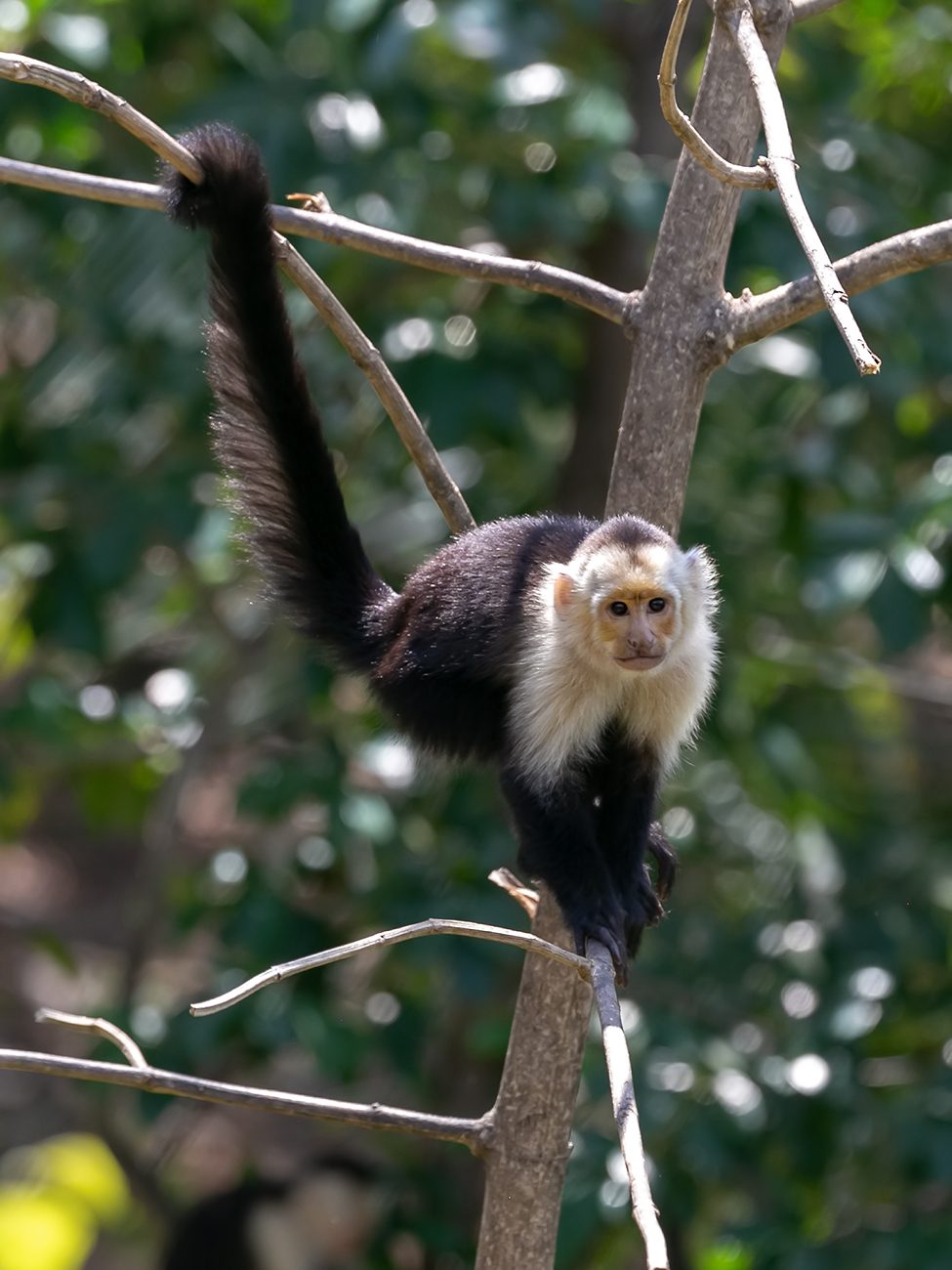 White-faced capuchin monkey in the forest at Punta Leona