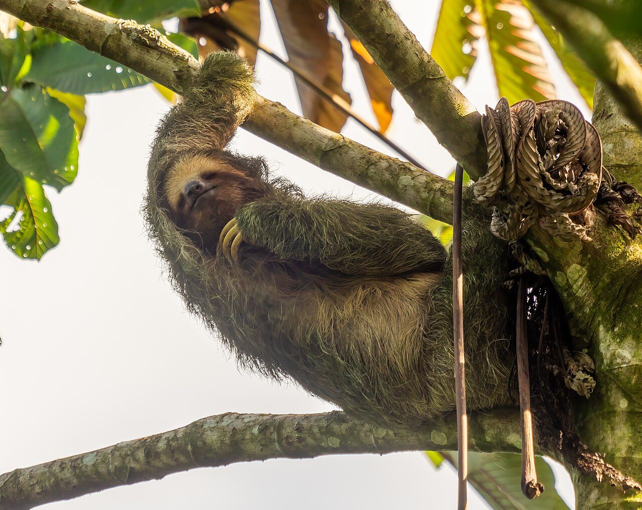 A sloth hanging from a branch in the Punta Leona nature reserve
