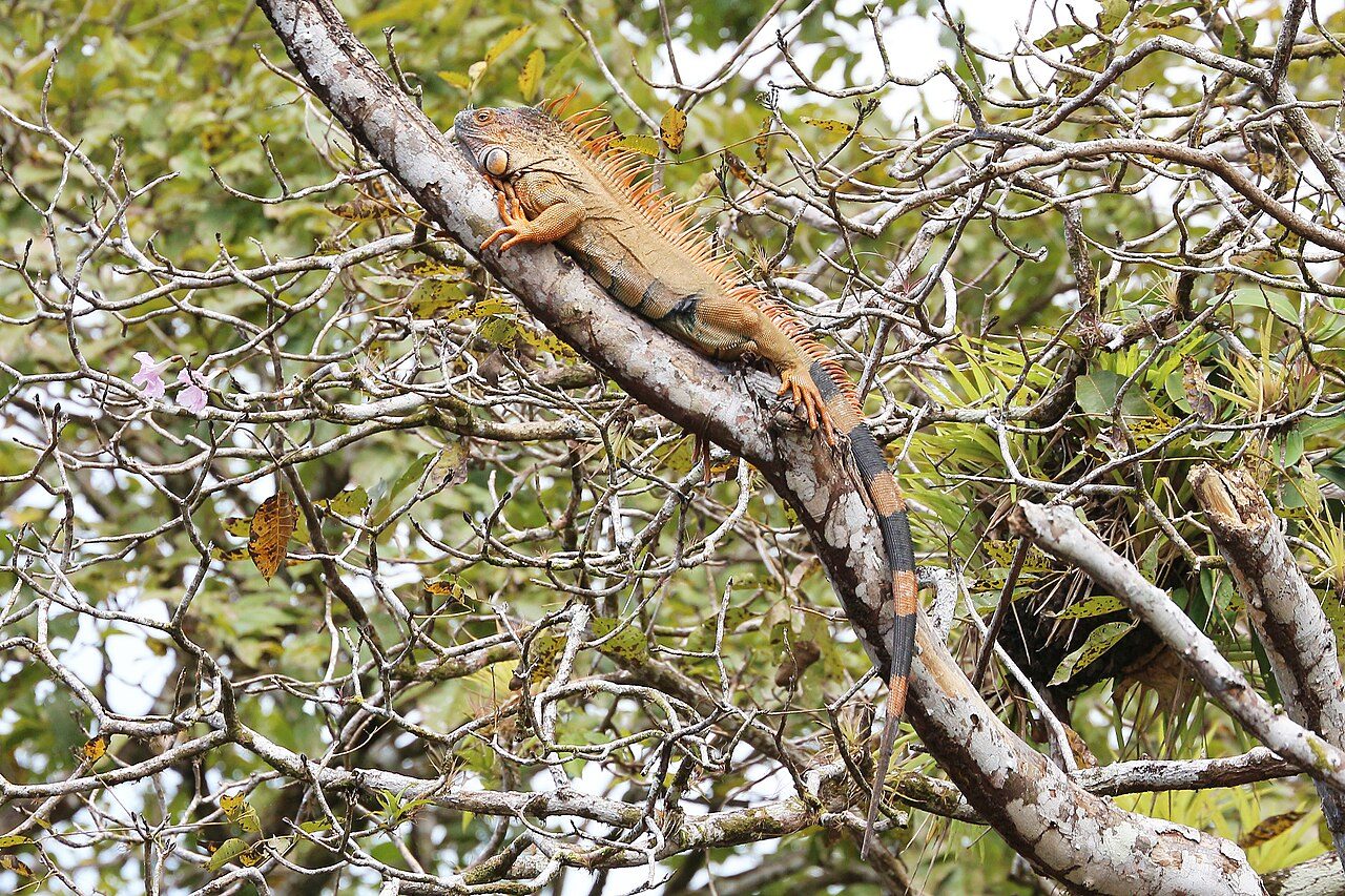 A green iguana on a branch in the Punta Leona rainforest