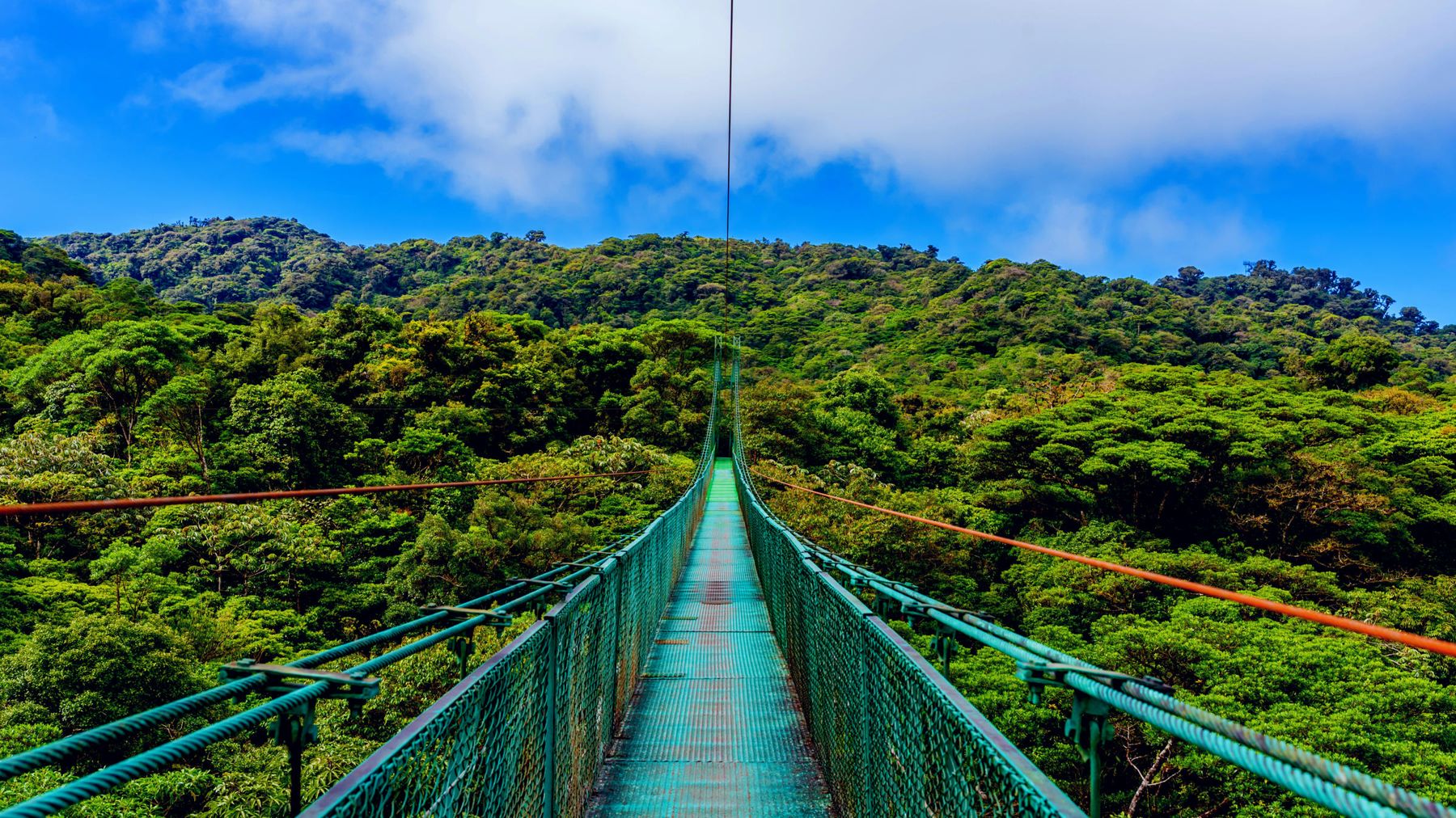 Hanging bridge in the rainforest
