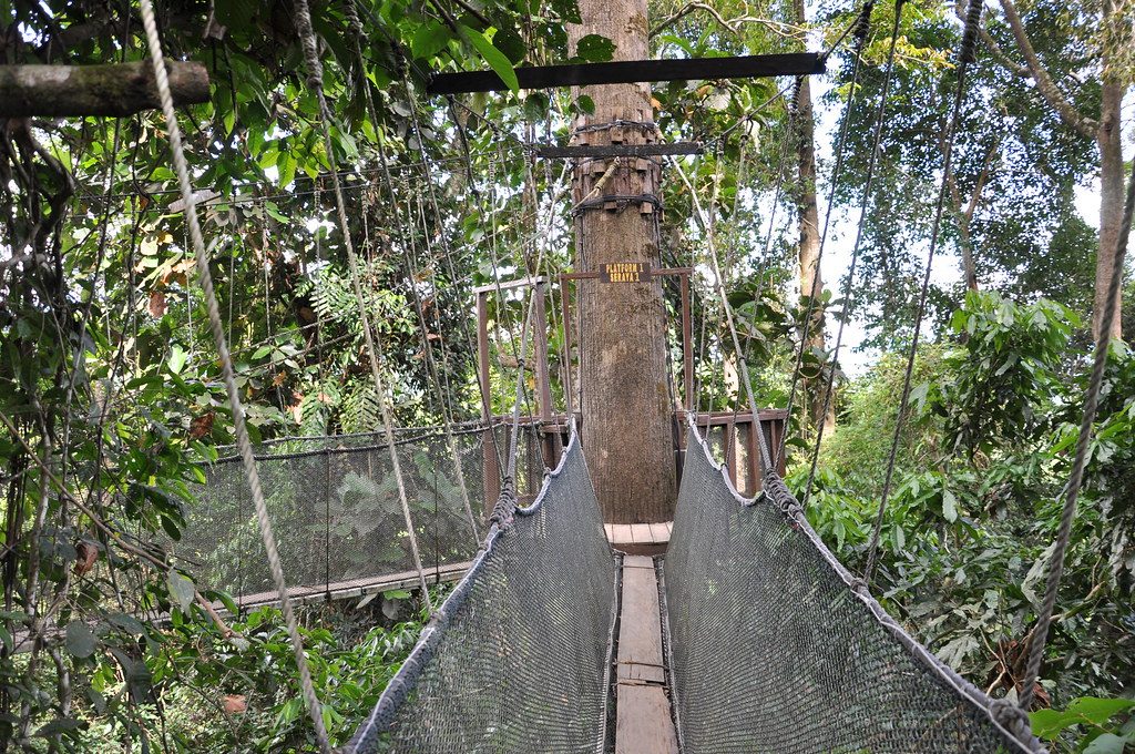 Hanging bridge in the rainforest