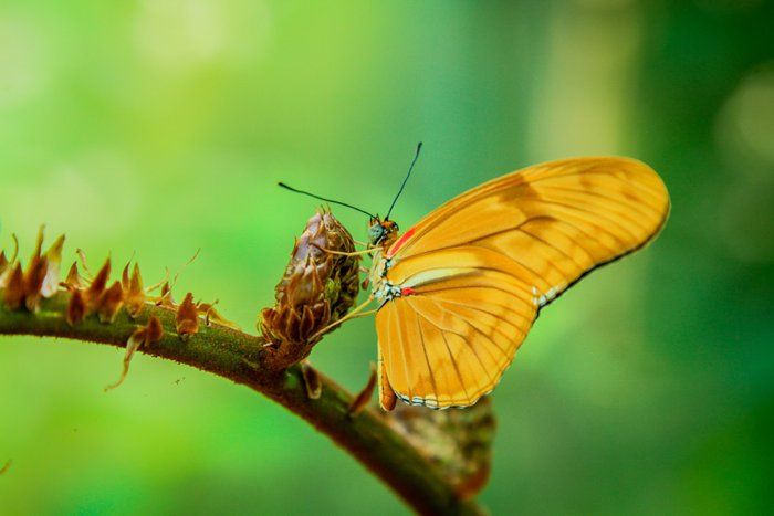 Tropical butterfly