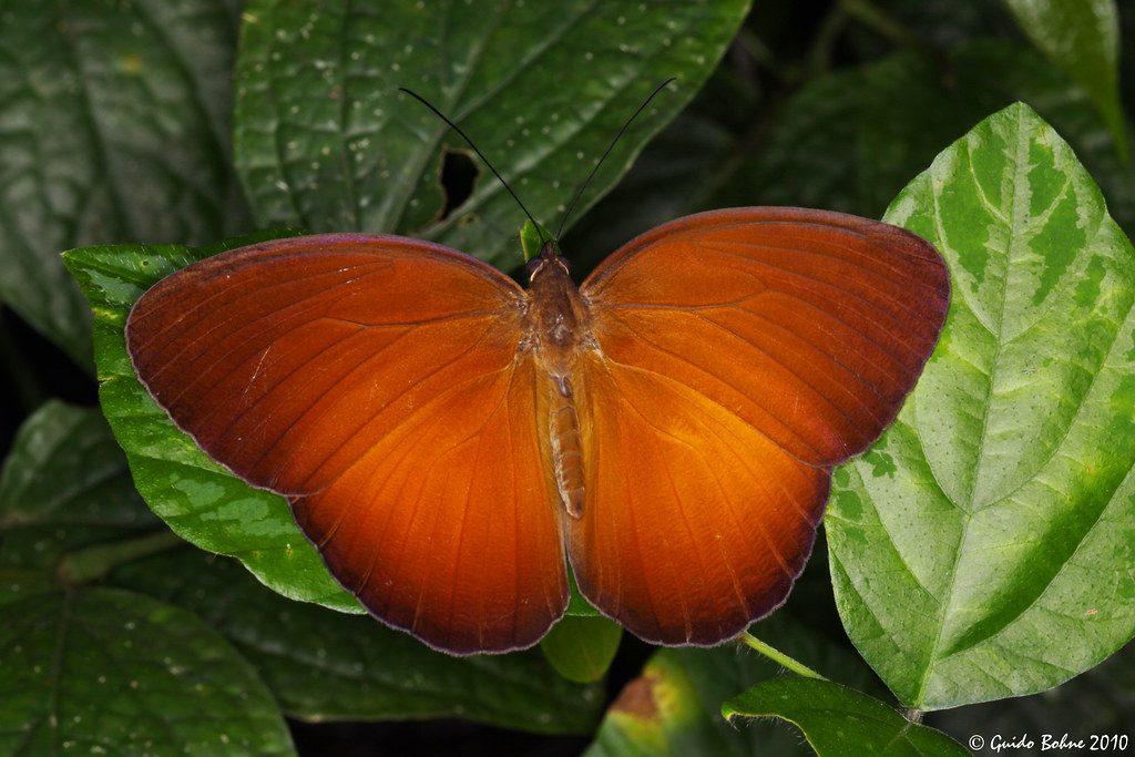 Tropical butterfly