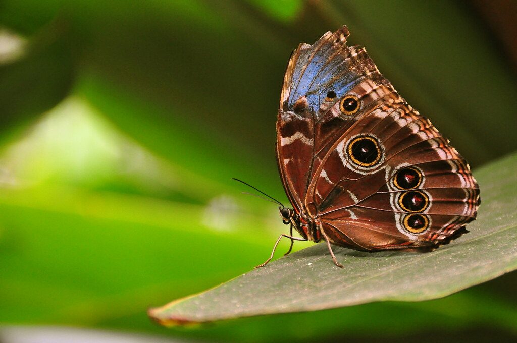 Tropical butterfly