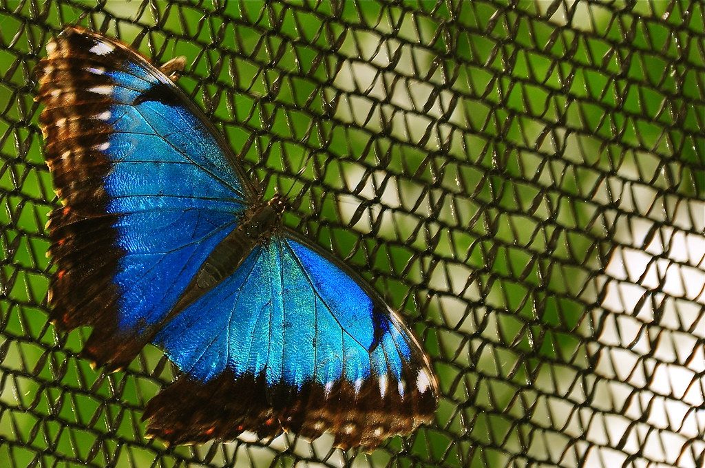 Tropical butterfly