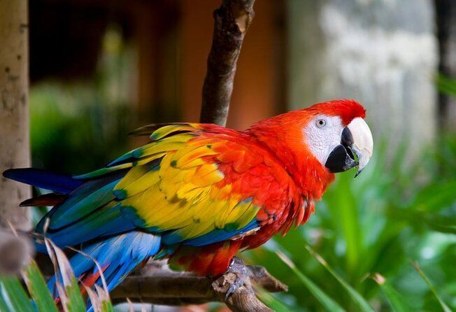 Scarlet macaw