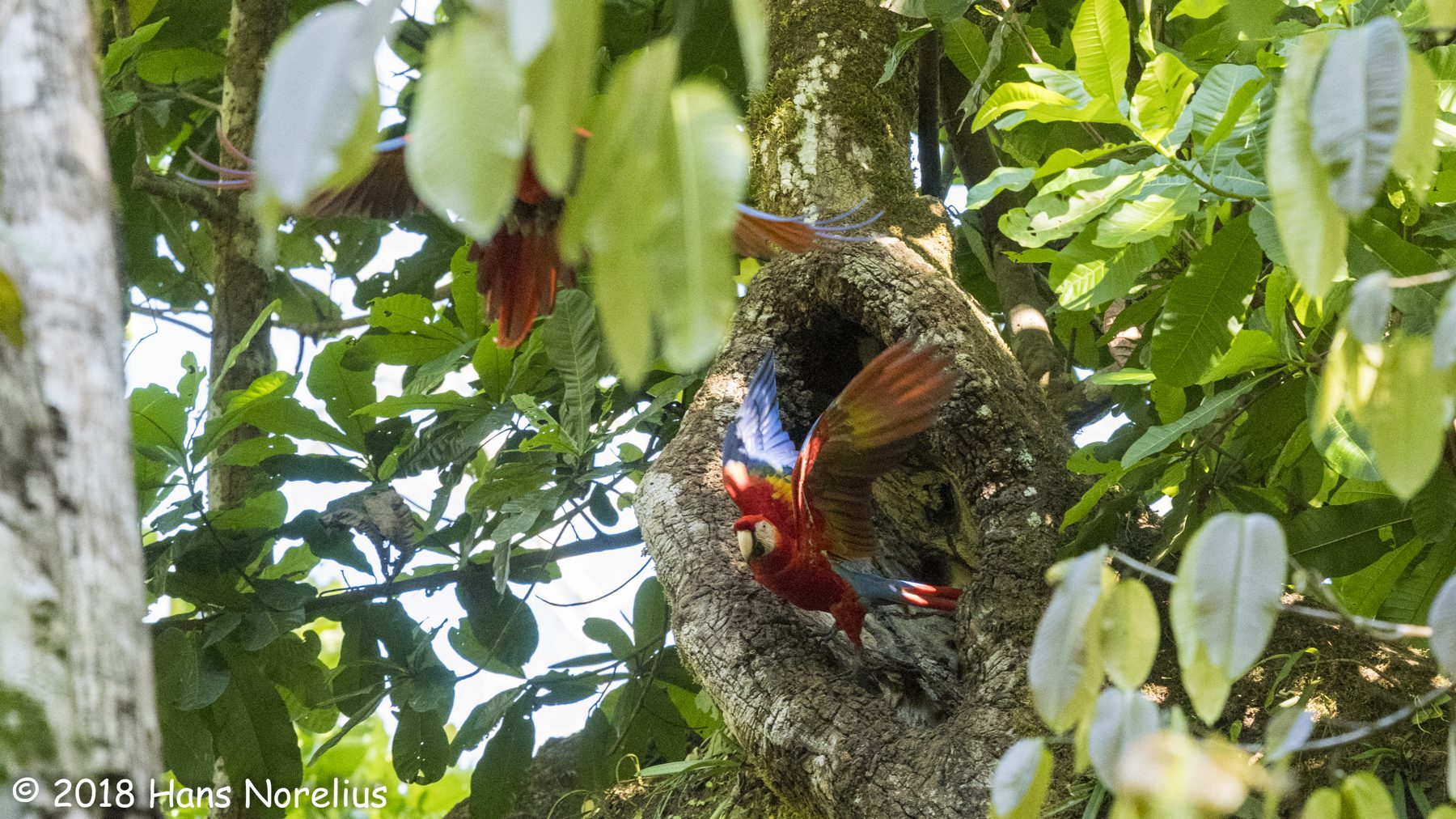 Scarlet macaw