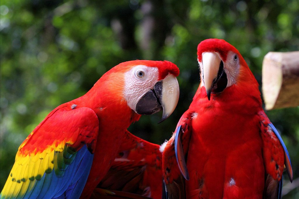 Scarlet macaw