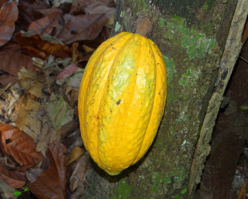 Cacao and chocolate