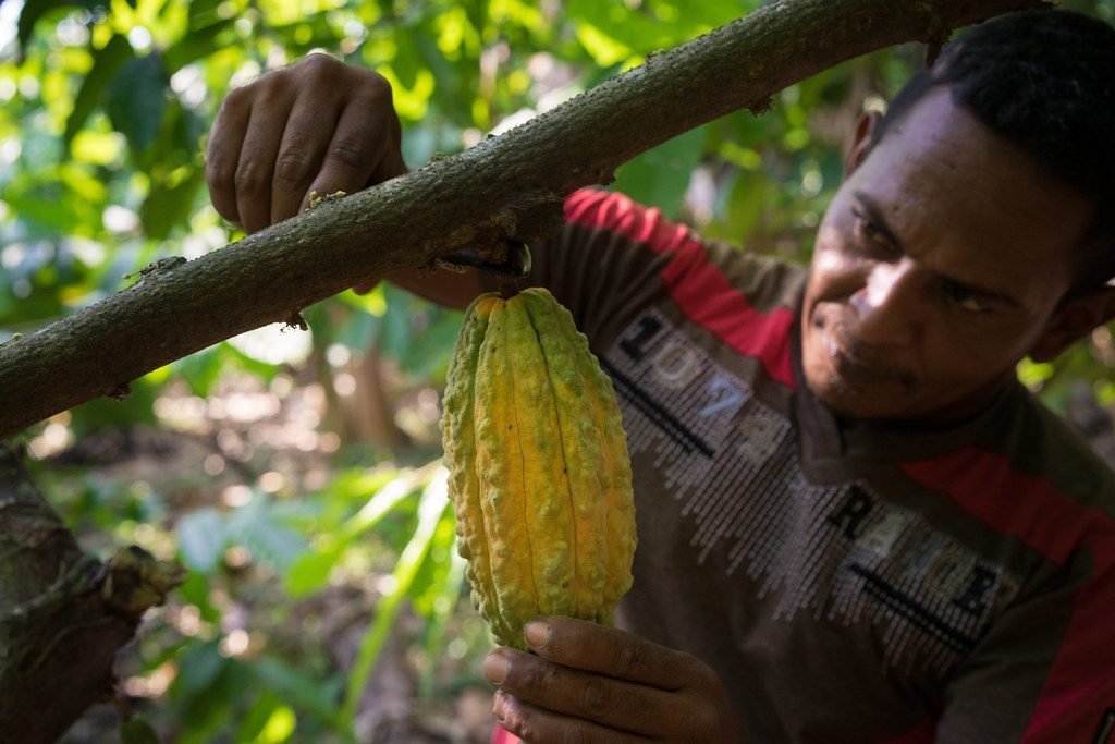 Cacao and chocolate