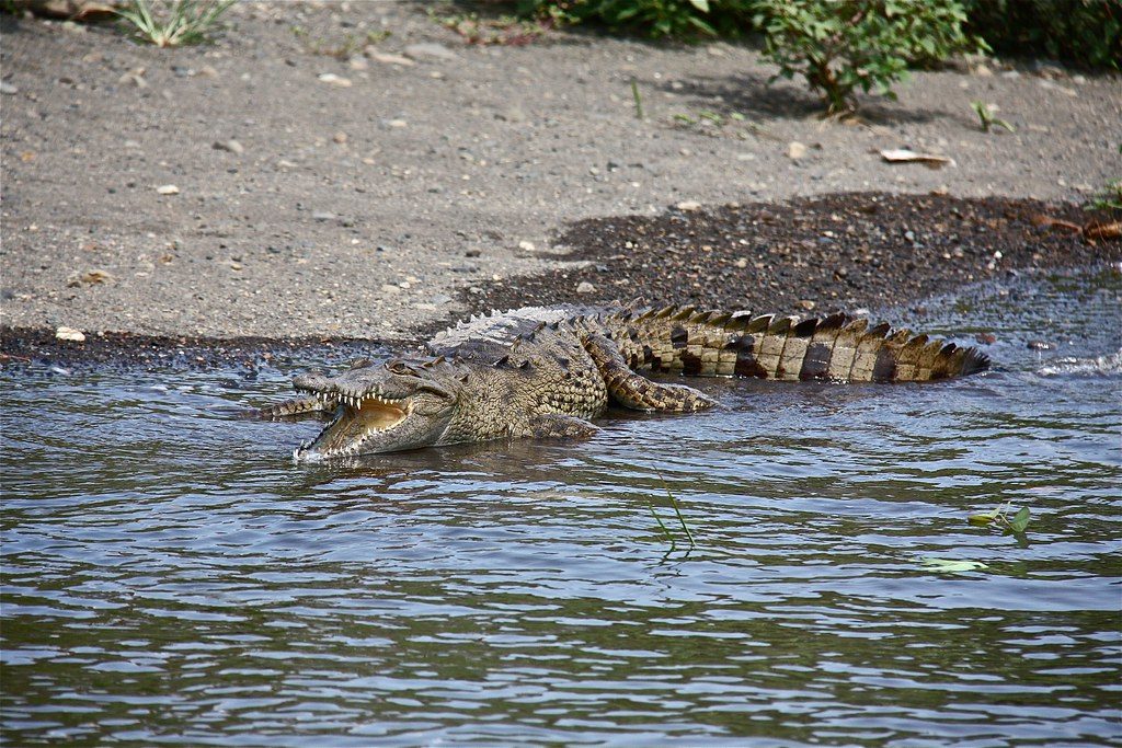 Wild crocodile