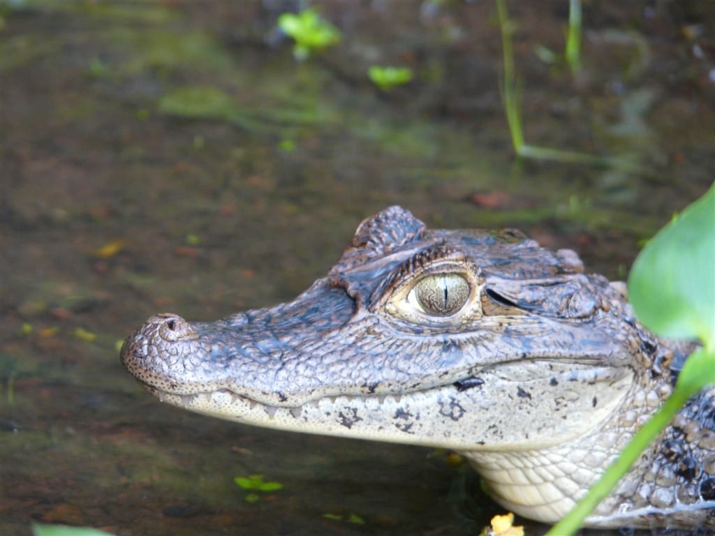 Wild crocodile