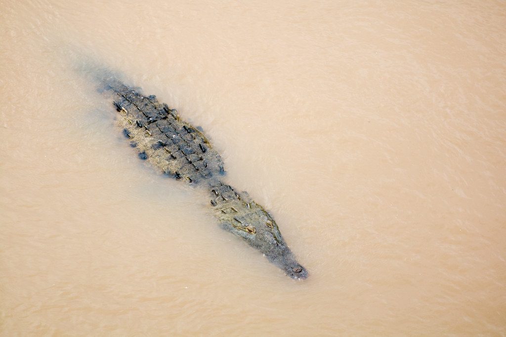 Wild crocodile