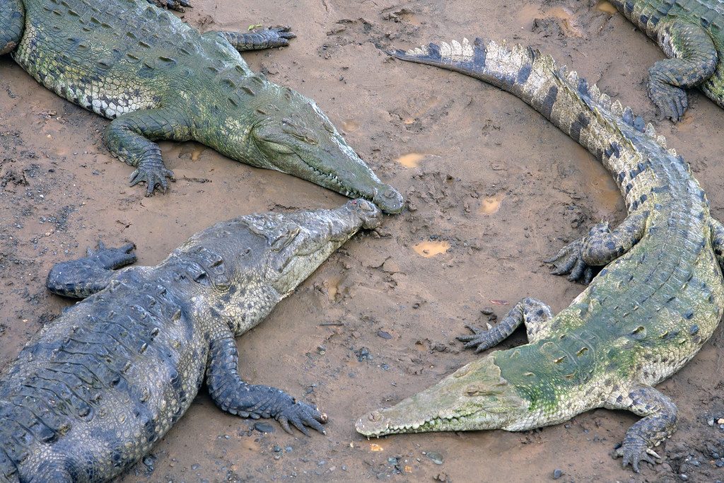 Wild crocodile