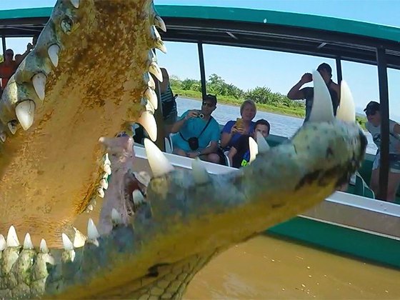 American crocodile with open jaws on the Tárcoles River