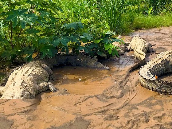 Large wild crocodile resting on the river bank