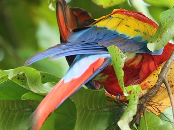 Wild scarlet macaw in the trees along the river