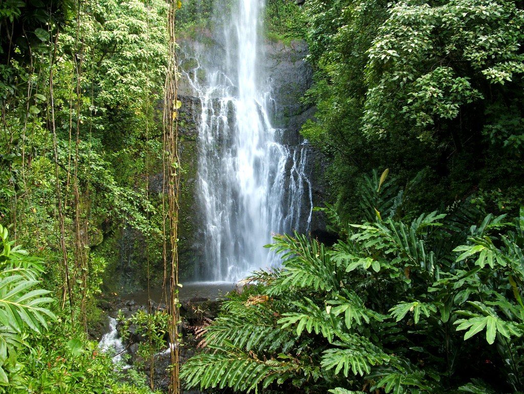 Rainforest waterfall