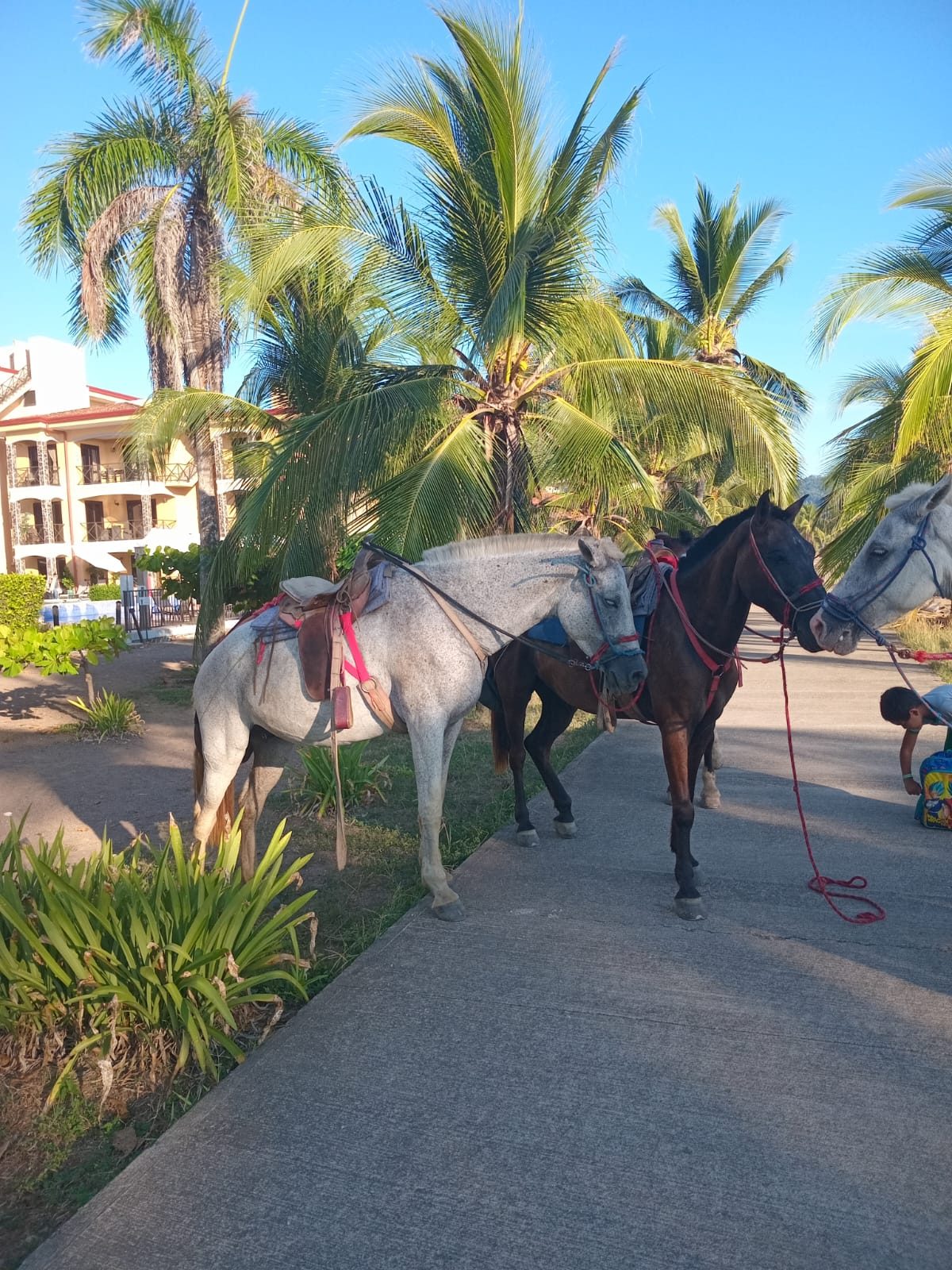 Horseback rider by the palms on a Costa Rica beach
