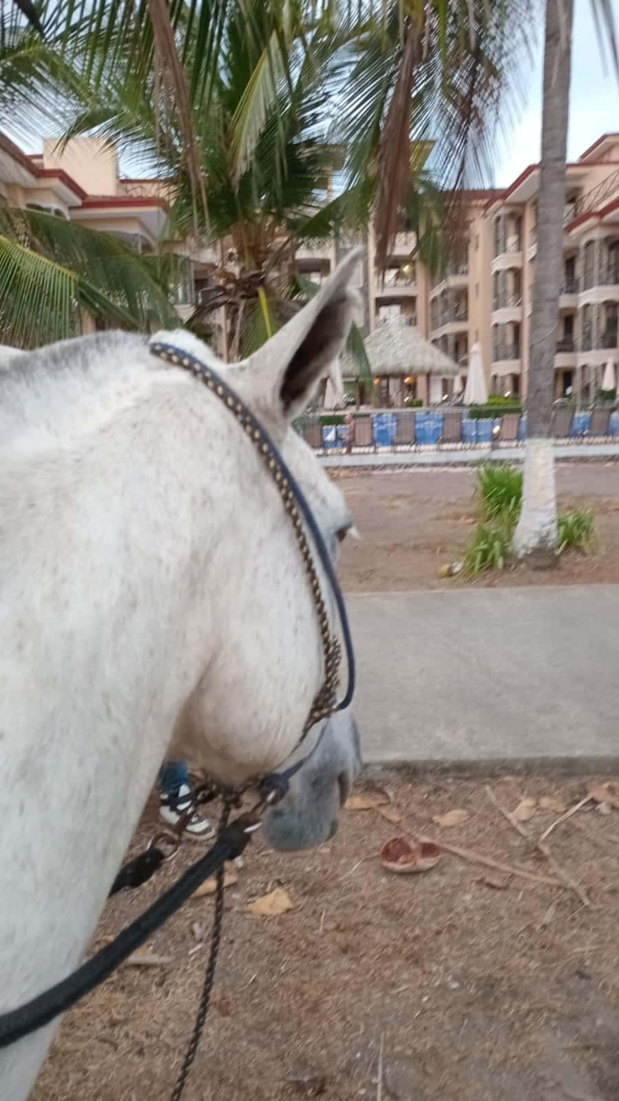 White horse on a Costa Rica beach at low tide