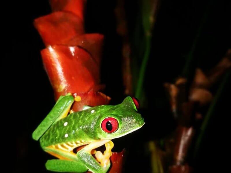 Red-eyed tree frog on a heliconia flower at night