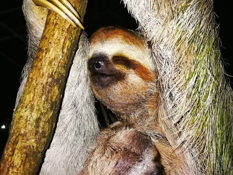 Sloth resting in the rainforest canopy
