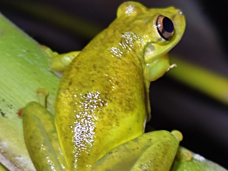 Yellow tree frog spotted on the night walk