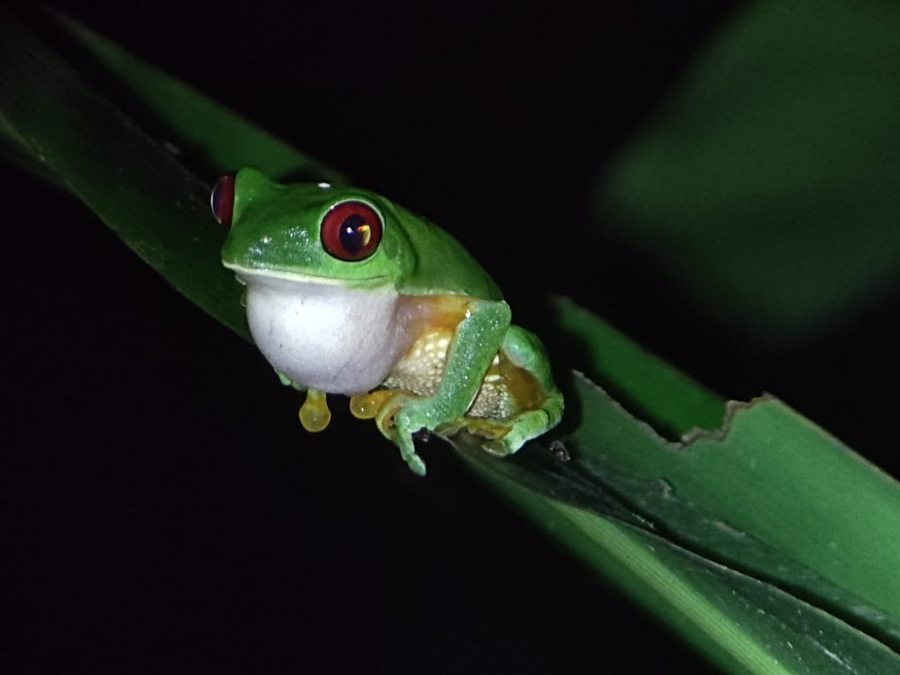 Red-eyed tree frog peering over a leaf