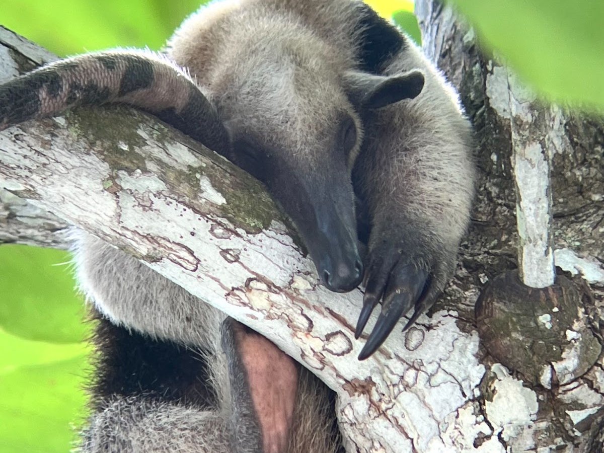 Sloth resting in a tree at Manuel Antonio