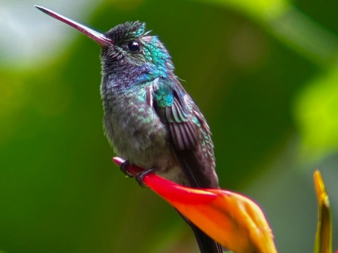 Hummingbird feeding on a heliconia flower