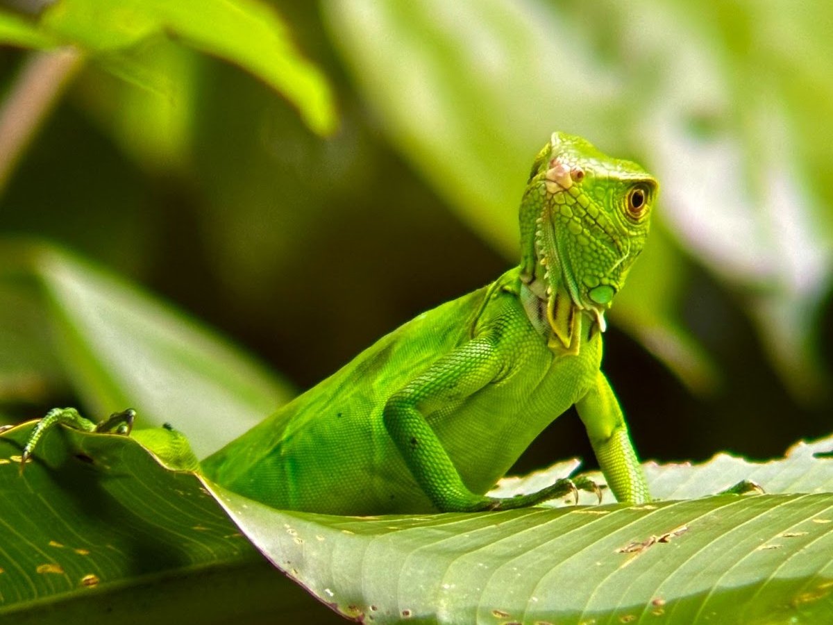Green basilisk lizard on a leaf