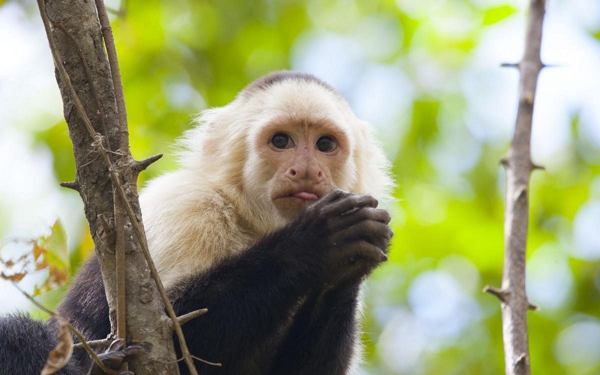 Monkey in the wild