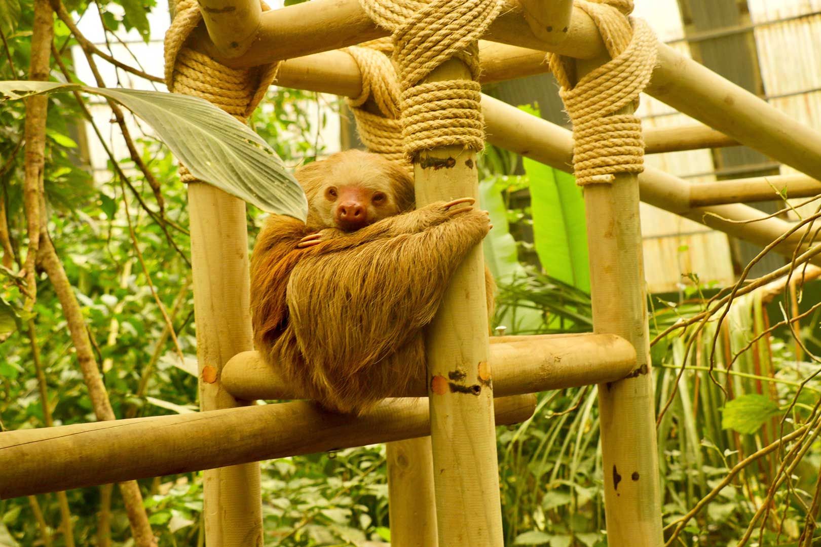 Monkey in the wild