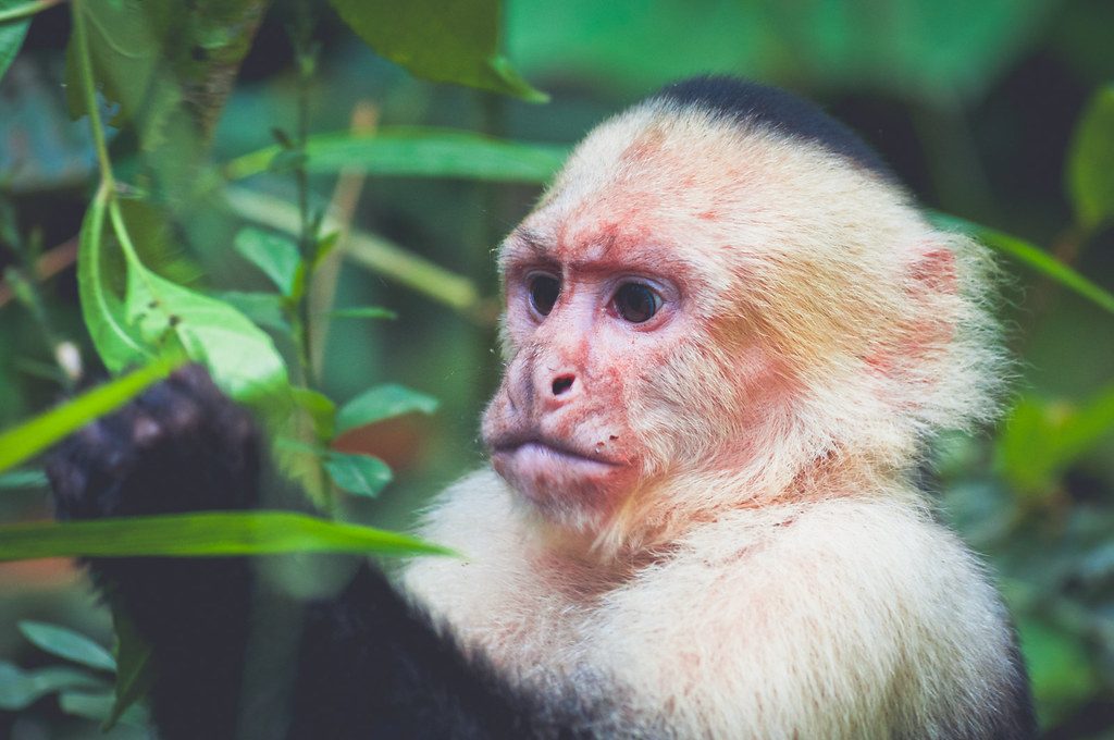 Monkey in the wild