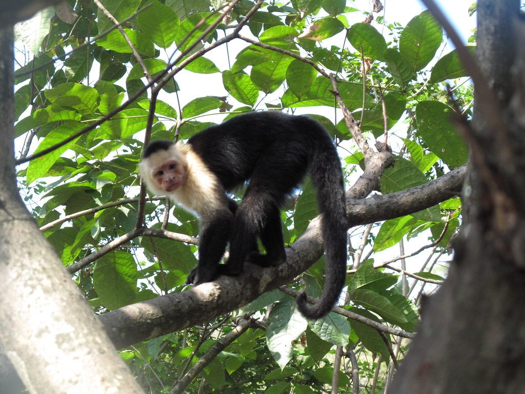 Monkey in the wild