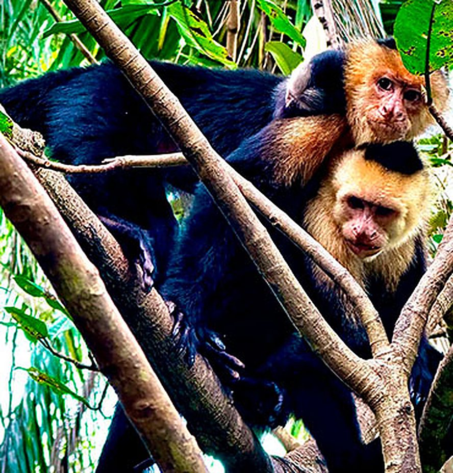 Two capuchin monkeys in the mangrove trees