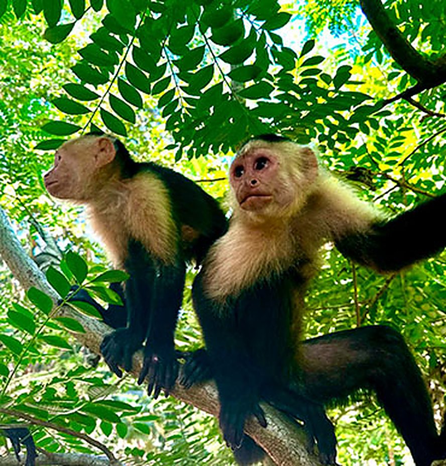 Capuchin monkey reaching through the branches