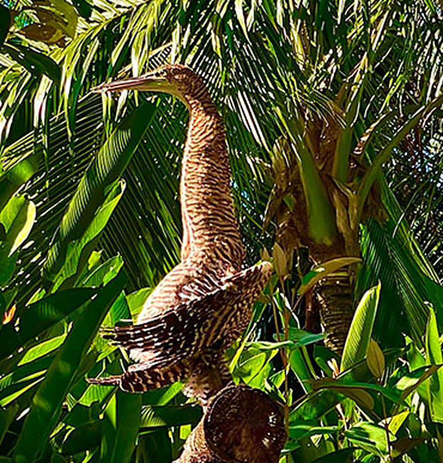 Sloth hanging in a tree along the mangroves
