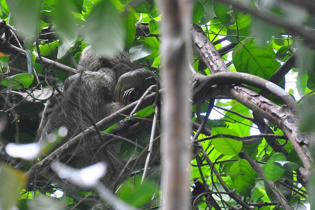 Sloth in the trees