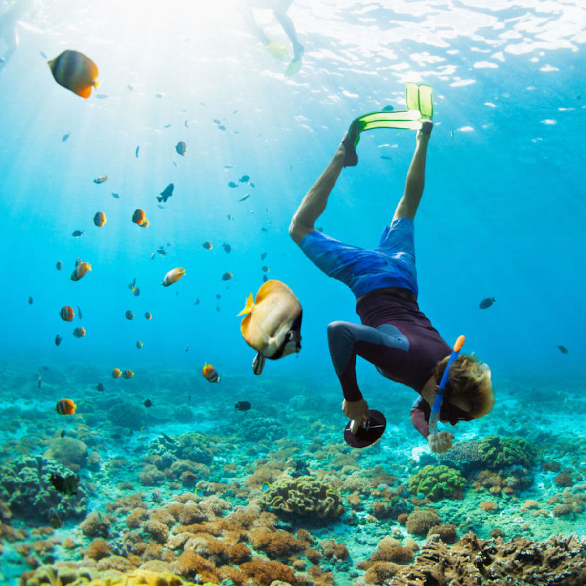 Tropical reef fish underwater
