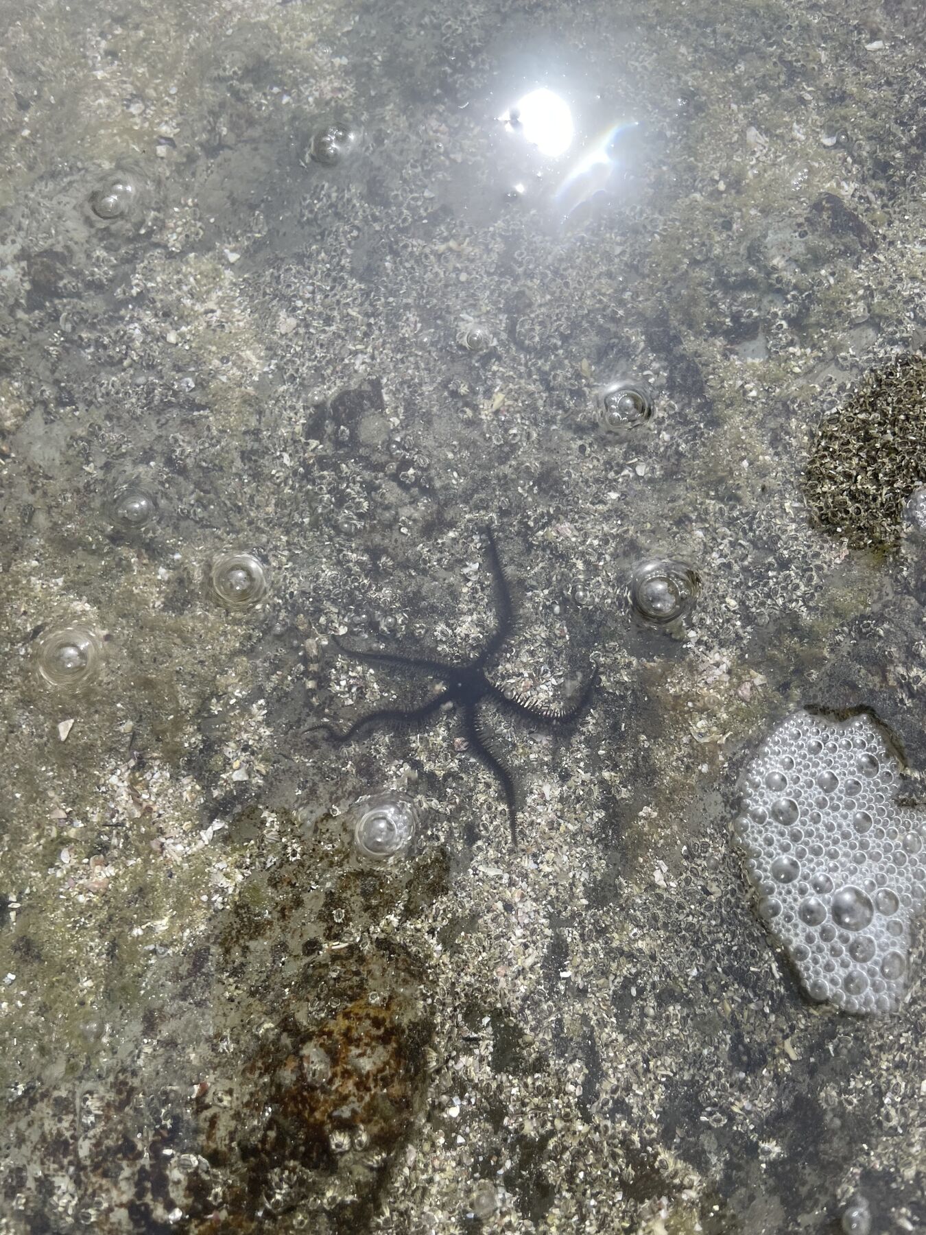 Sea star in a tidepool